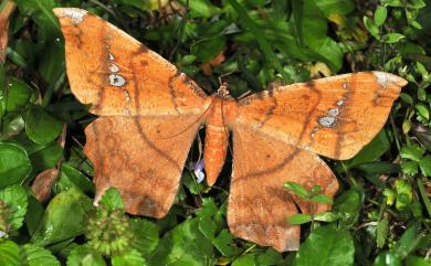 Amblychia angeronaria Guenée, 1857 白斑褐尺蛾