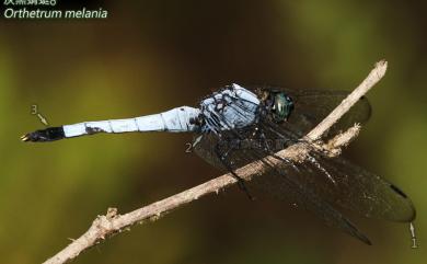 Orthetrum melania (Selys, 1883) 灰黑蜻蜓