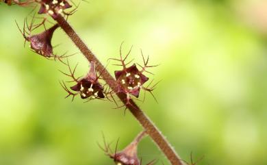 Mitella formosana (Hayata) Masam. 臺灣嗩吶草