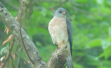 Accipiter soloensis (Horsfield, 1821) 赤腹鷹