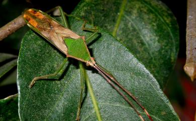 Homoeocerus striicornis Scott, 1874 紋鬚同緣椿象