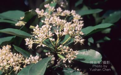 Ardisia sieboldii 樹杞