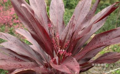 Cordyline fruticosa 朱蕉