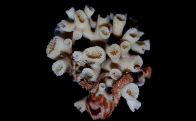 Cladopsammia eguchii (Wells, 1982) 江口枝沙珊瑚