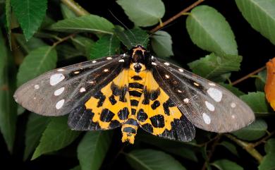 Aglaomorpha histrio formosana (Miyake, 1907) 大麗燈蛾