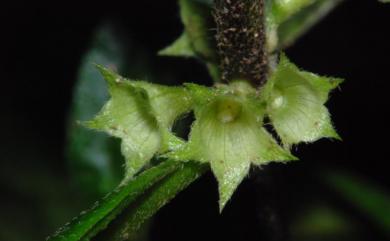 Paraphlomis formosana T.H. Hsieh & T.C. Huang 台灣假糙蘇
