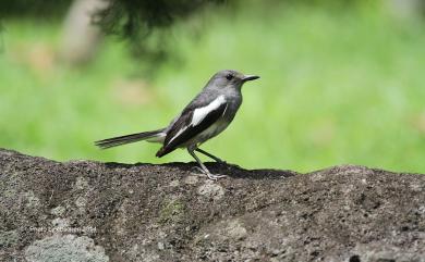 Copsychus saularis saularis (Linnaeus, 1758) 鵲鴝(大陸亞種)