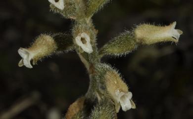 Cheirostylis chinensis var. takeoi (Hayata) T.P.Lin 全唇指柱蘭