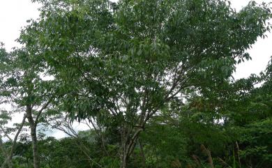 Fraxinus insularis Hemsl. 臺灣梣