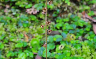 Mitella formosana 臺灣嗩吶草