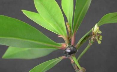 Ardisia squamulosa 春不老