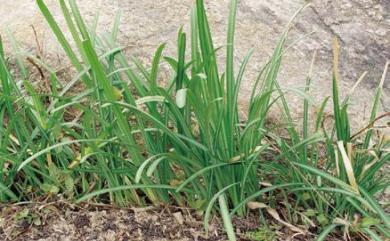 Lycoris radiata Herb. 紅花石蒜