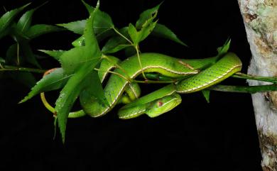 Trimeresurus stejnegeri Schmidt, 1925 赤尾青竹絲