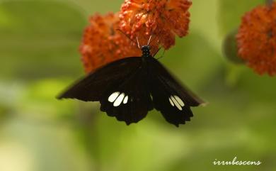 Papilio castor formosanus Rothschild, 1896 無尾白紋鳳蝶