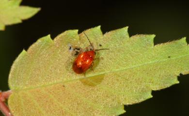 Monolepta rufofulva Chujo, 1938 紅褐長腳螢金花蟲