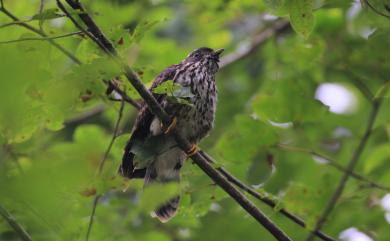 Surniculus lugubris barussarum 方尾烏鵑