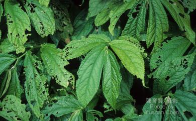 Elatostema platyphyllum Wedd. 巒大冷清草