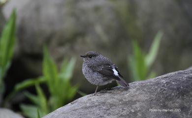 Phoenicurus fuliginosus affinis (Ogilvie-Grant, 1906) 鉛色水鶇(台灣亞種)