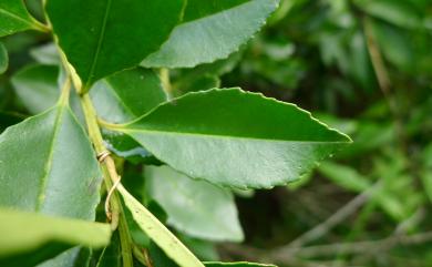 Ilex maximowicziana Loes. 倒卵葉冬青