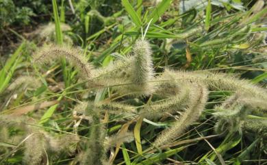 Setaria verticillata 倒刺狗尾草