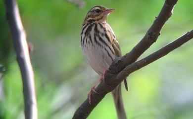 Anthus hodgsoni Richmond, 1907 樹鷚