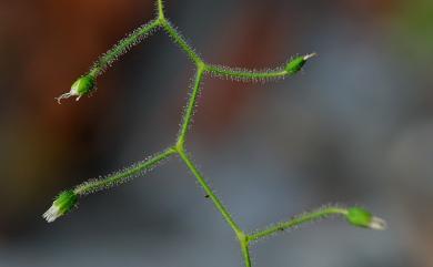 Arenaria subpilosa (Hayata) Ohwi 亞毛無心菜