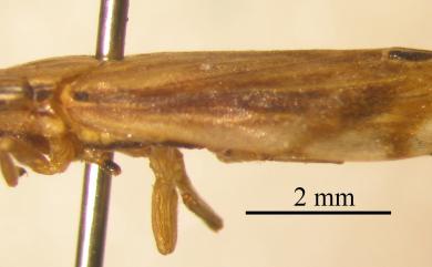 Nagaclovia formosana Matsumura, 1940 長鏟頭沫蟬