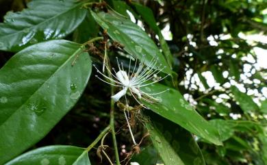 Capparis pubiflora DC. 毛花山柑