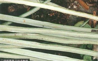 Lepisorus miyoshianus 二條線蕨