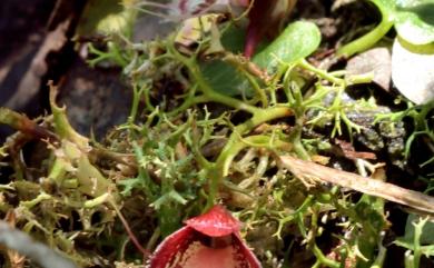 Corybas taiwanensis 紅盔蘭