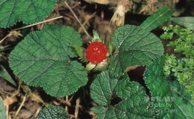 Rubus buergeri Miq. 寒莓