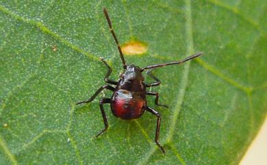 Andrallus spinidens (Febricus, 1787) 黃邊椿象