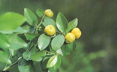 Citrus reticulata var. depressa 臺灣香檬