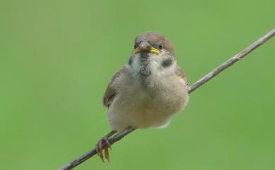 Passer montanus saturatus (Stejneger, 1885) 麻雀