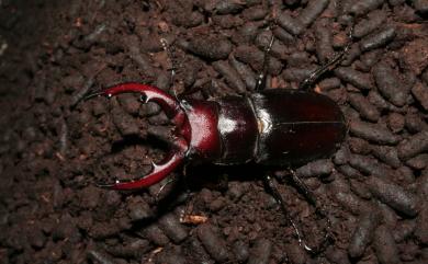 Prosopocoilus motschulskii (Waterhouse, 1869) 高砂鋸鍬形蟲