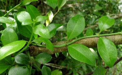 Psychotria serpens L. 拎壁龍