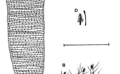 Aceria shepherdiae Keifer, 1966 胡頹子瘤節蜱