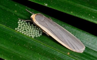 Brunia antica (Walker, 1854) 安土苔蛾