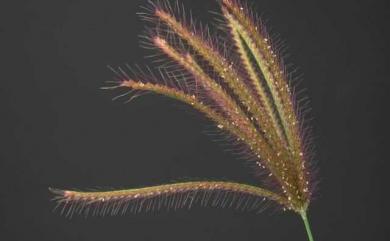 Chloris barbata Sw. 孟仁草