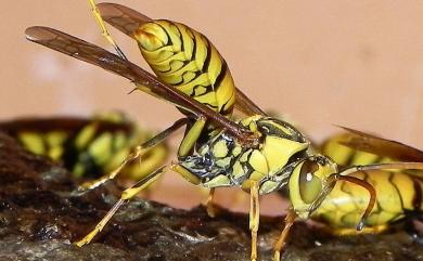 Polistes rothneyi Cameron, 1900 黑紋長腳蜂