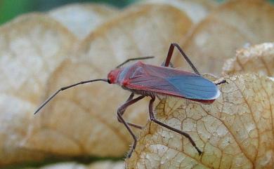 Caenocoris dimidiatus Breddin, 1907