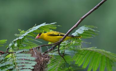 Oriolus chinensis diffusus (Sharpe, 1877) 黃鸝