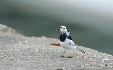 Motacilla alba leucopsis (Gould, 1838) 白鶺鴒(白面黑背亞種)