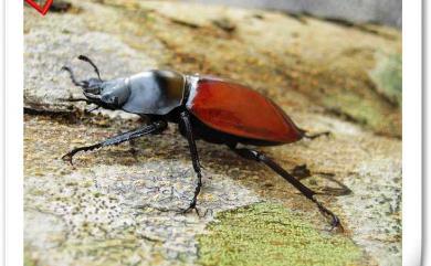 Neolucanus swinhoei Bates, 1866 紅圓翅鍬形蟲