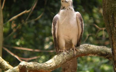 Pernis ptilorhynchus orientalis (Temminck, 1821) 東方蜂鷹