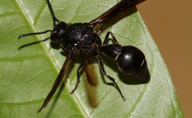 Coeleumenes burmanicus thoracicus