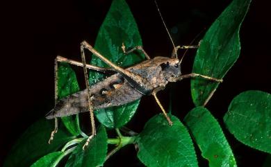 Mecopoda elongata (Linnaeus, 1758) 臺灣騷斯