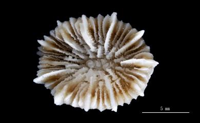 Caryophyllia diomedeae Marenzeller, 1904 灰白葵珊瑚