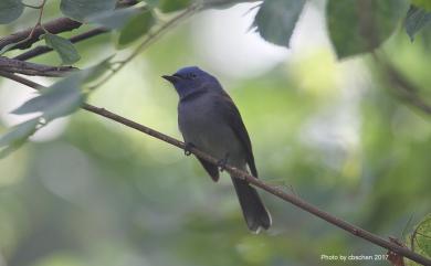 Hypothymis azurea oberholseri Stressmann, 1913 黑枕藍鶲(台灣亞種)