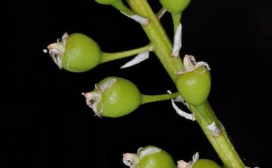 Blepharoglossum grossum (Rchb.f.) L.Li 恆春羊耳蒜